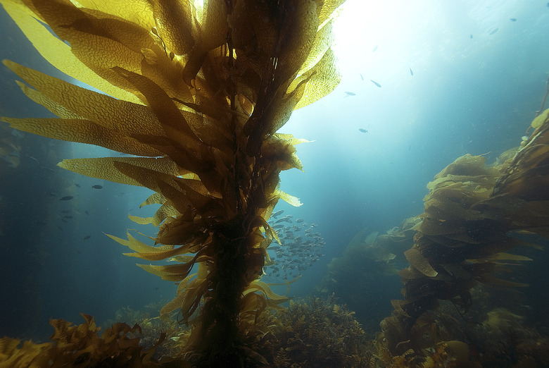 Kelp in sunlight