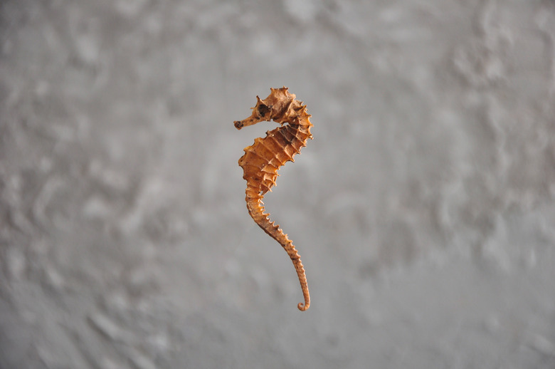 Seahorse in front of gray background, marine life