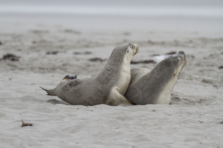 Australian Sea Lion