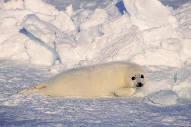 Harp seal in snow , Canada