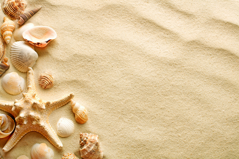 Seashells and starfish on sand