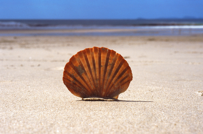 shell on tropical beach