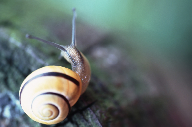 snail