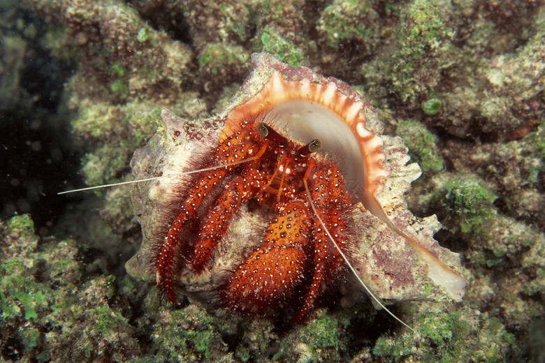 Hermit crab foraging for food