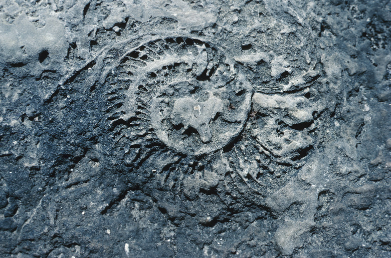 Fossilized ammonite in rock