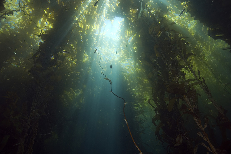 Sunlight through the California kelp forest