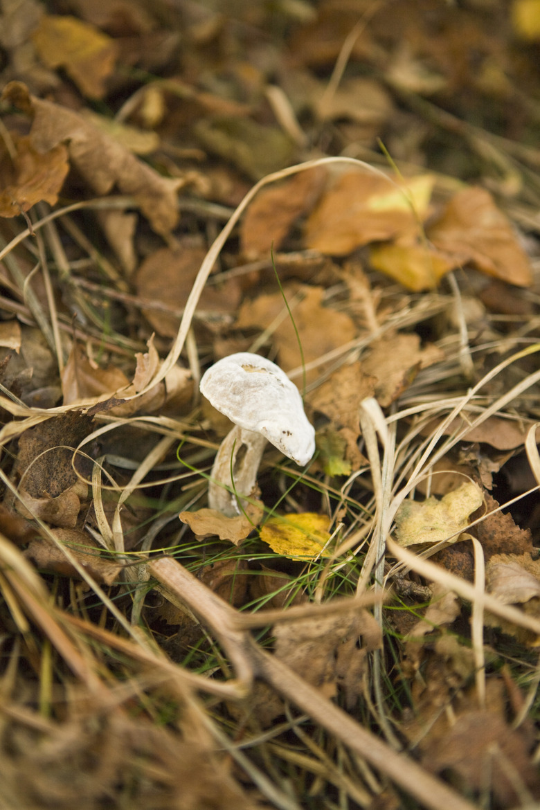 Mushroom growing in leaves