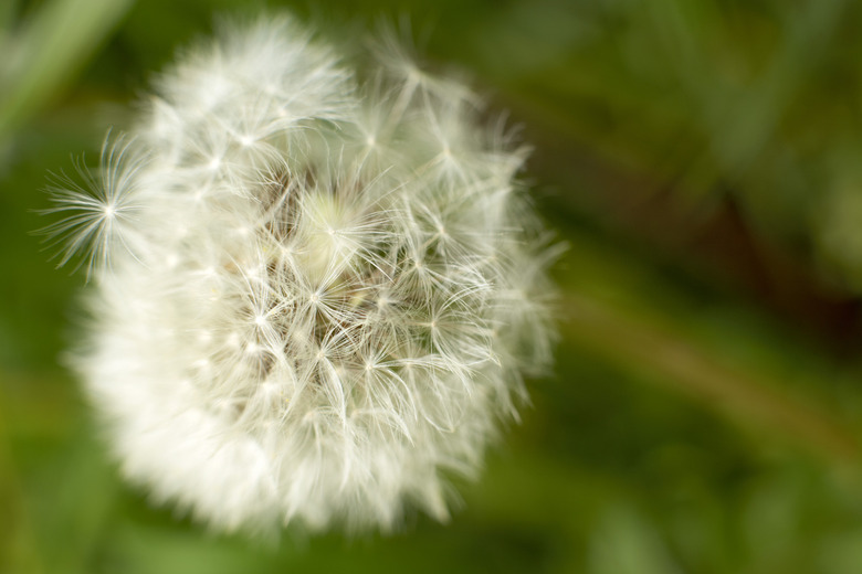 Dandelion seeds