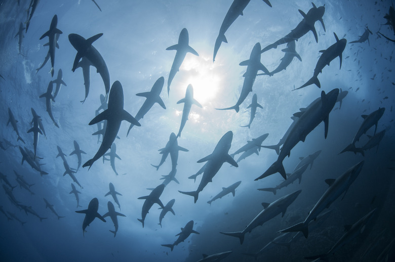 Underwater silhouetted view of silky sharks gathering in spring for mating rituals, Roca Partida, Revillagigedo, Mexico