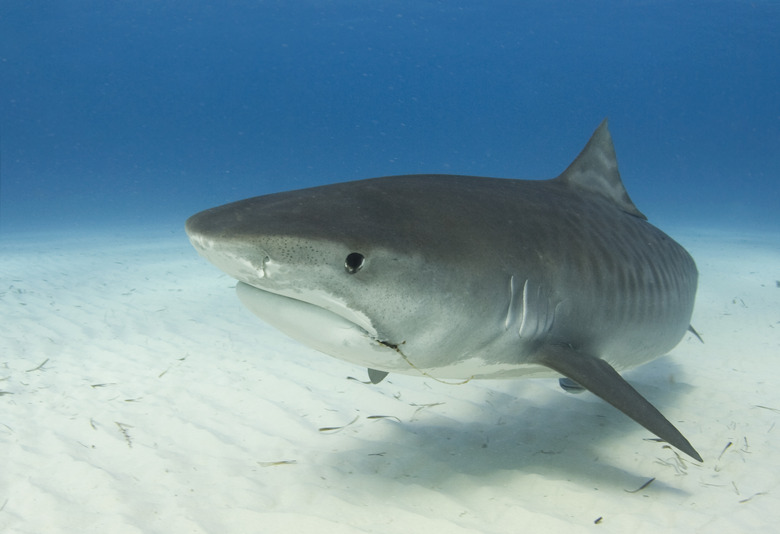 Tiger Shark Closeup Profile