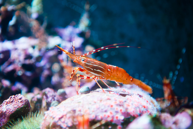 Spot Prawn