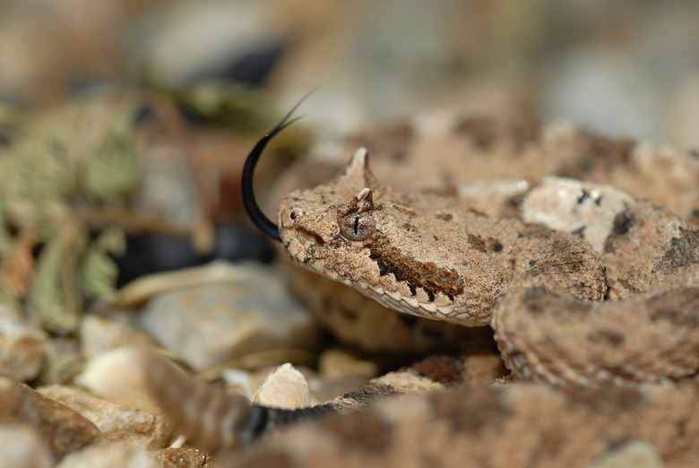 Sonoran Sidewinder