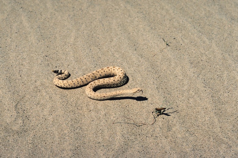 Sidewinder in desert