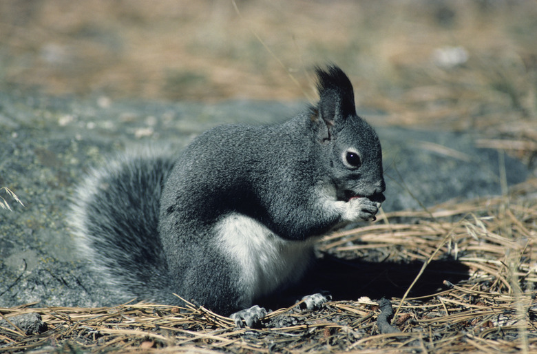 Tassel-eared squirrel, North America