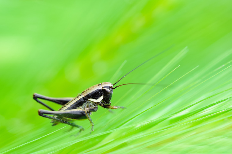 Cricket among the ears of corn