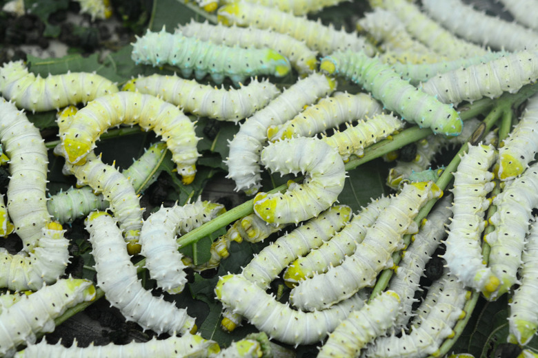 Silk Worms