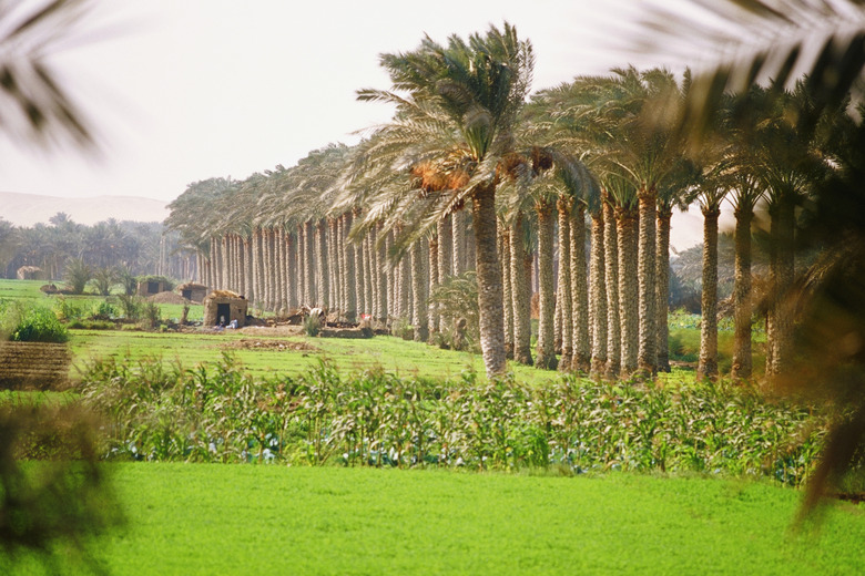 Egypt, Valley of Nile River, Palm trees in a field