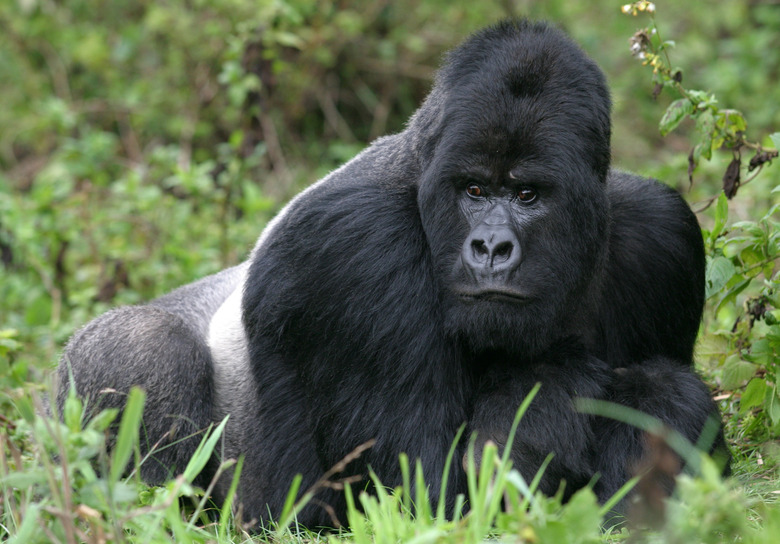 Silverback gorilla lying in lush green vegetation