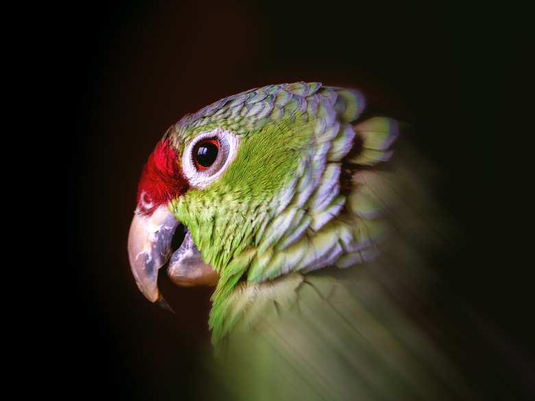 Portrait of a green parrot on a black background