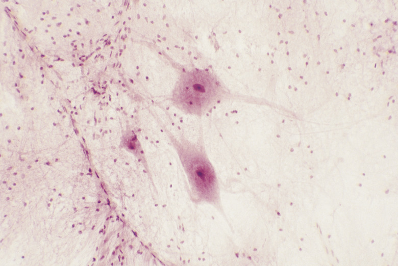 Neurons magnified 200x