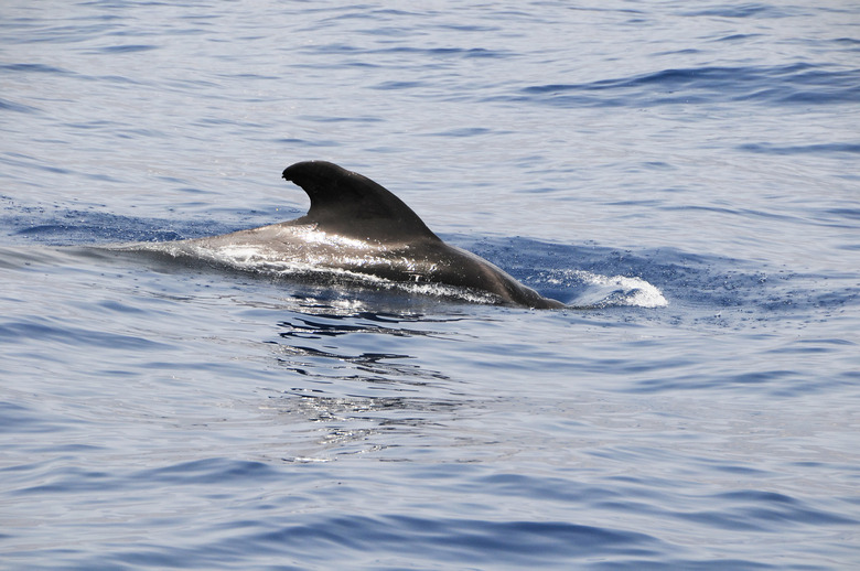 Pilot Whale