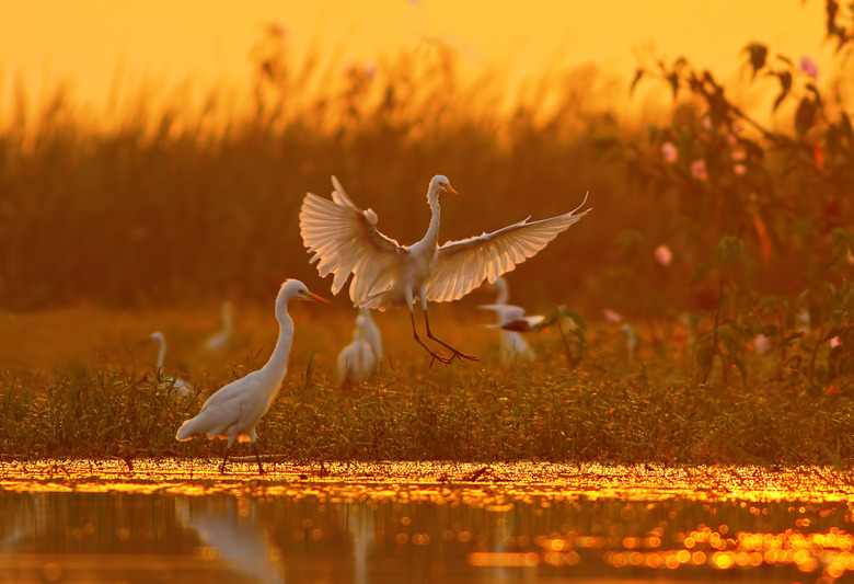 Great Egrets