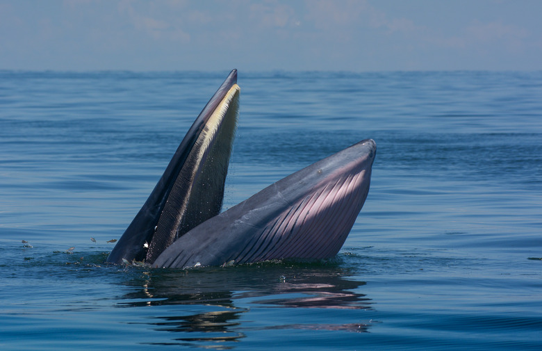 Bryde's whale in the Gulf of Thailand