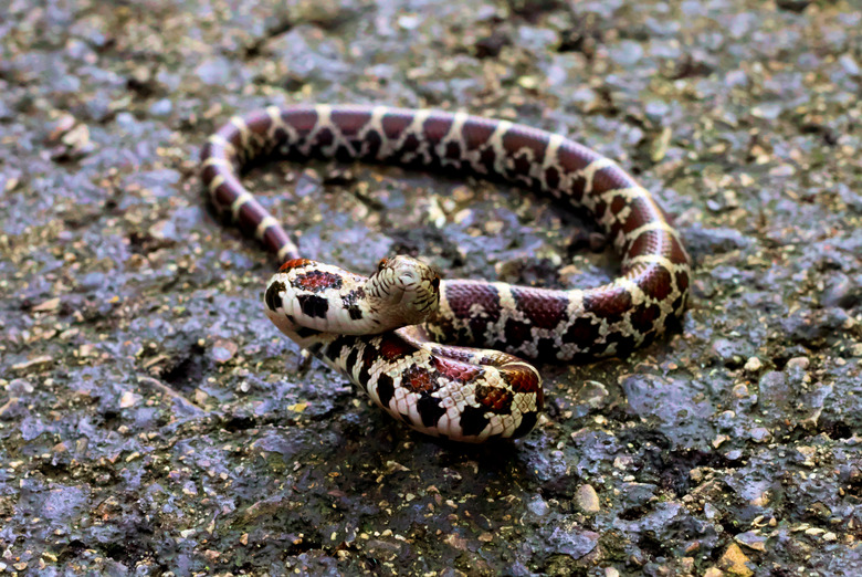 Tiny Serpent