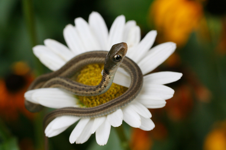 Young Garter Snake on Daisy Flower