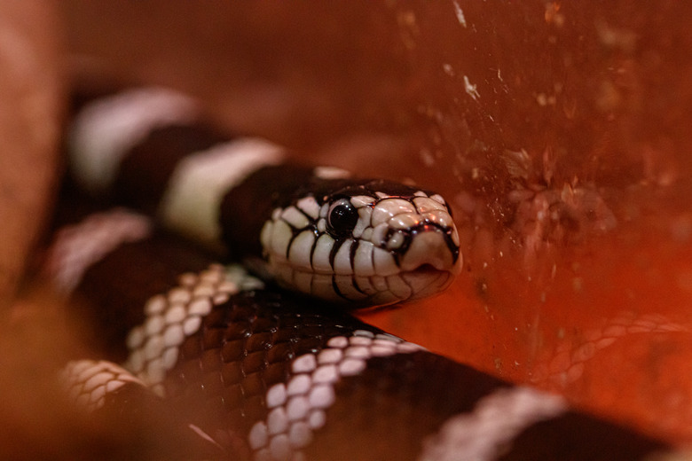 macro beautiful california kingsnake snake