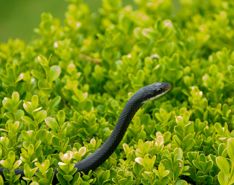 A black racer snake in a bush