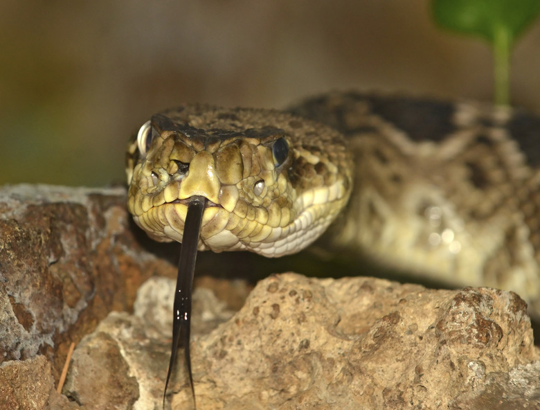 Diamondback rattlesnake