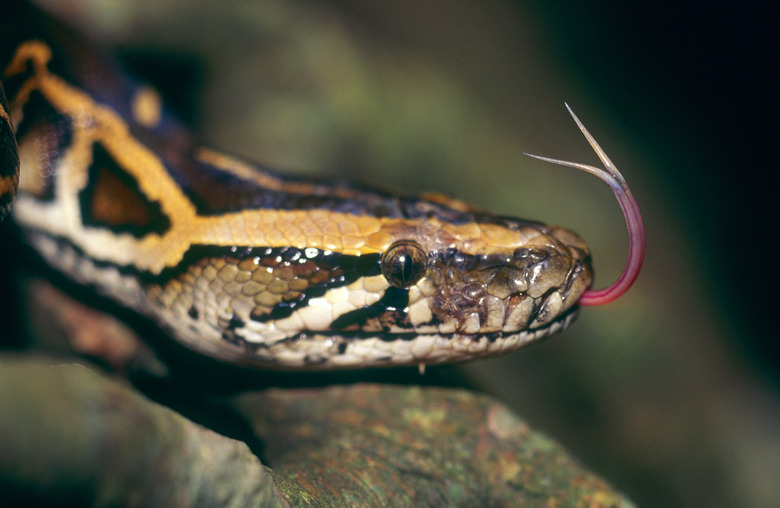 Close-up of a Rock Python sticking out its tongue (Python molurus)