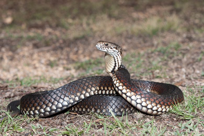 Highlands Copperhead