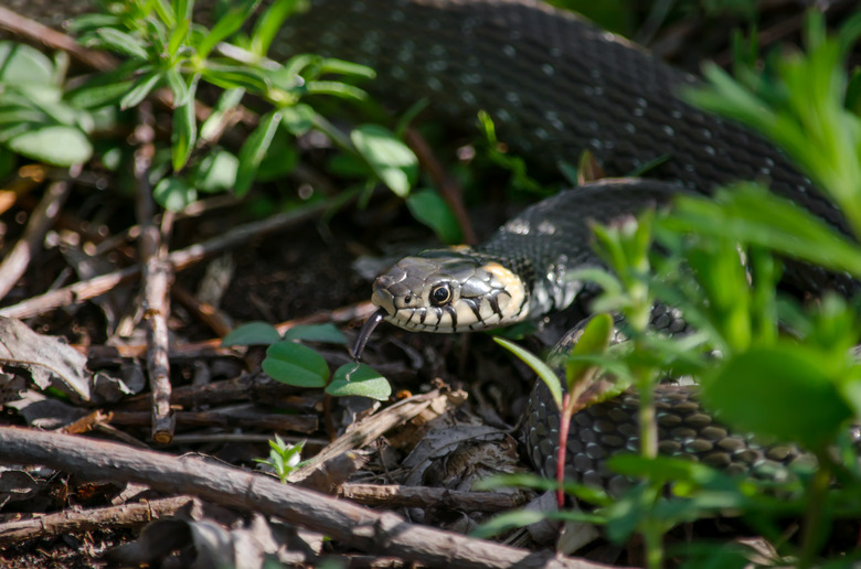 Grass snake (Natrix natrix), also called the water snake or ringed snake.