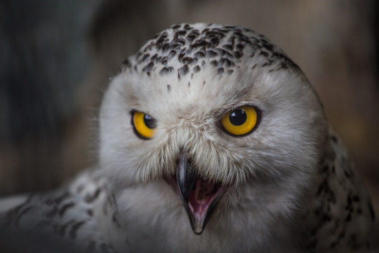 Portrait of snowy owl (Bubo scandiacus) with open beak