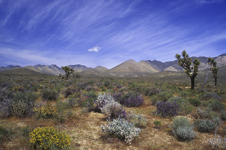 Mojave Desert  California  USA