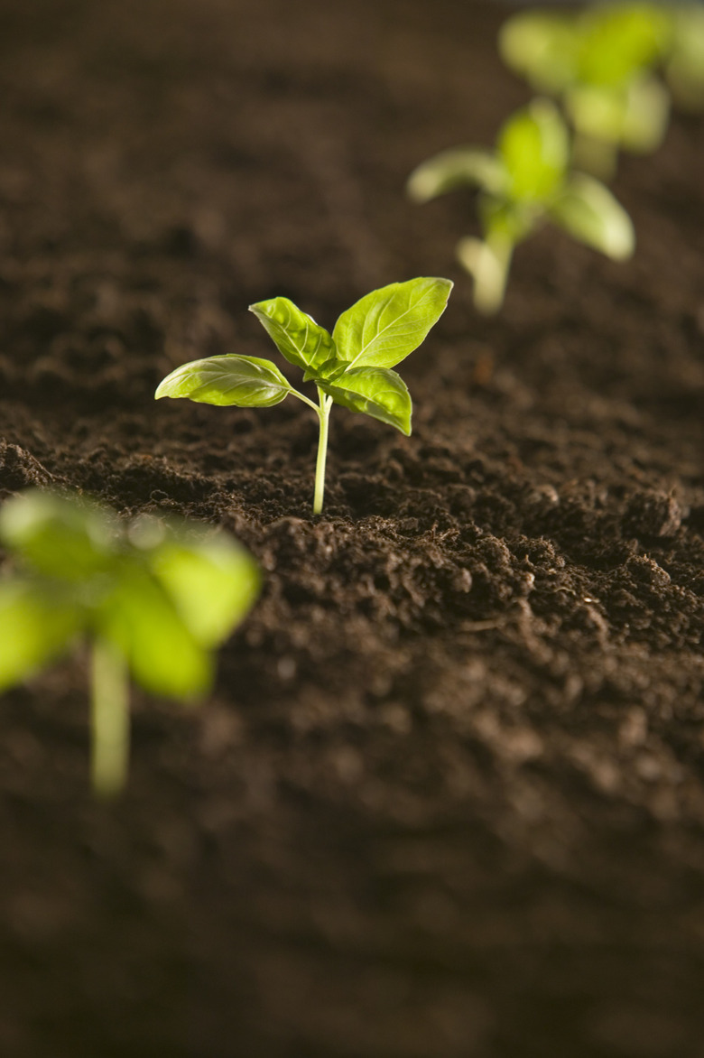 Small plant growing in row