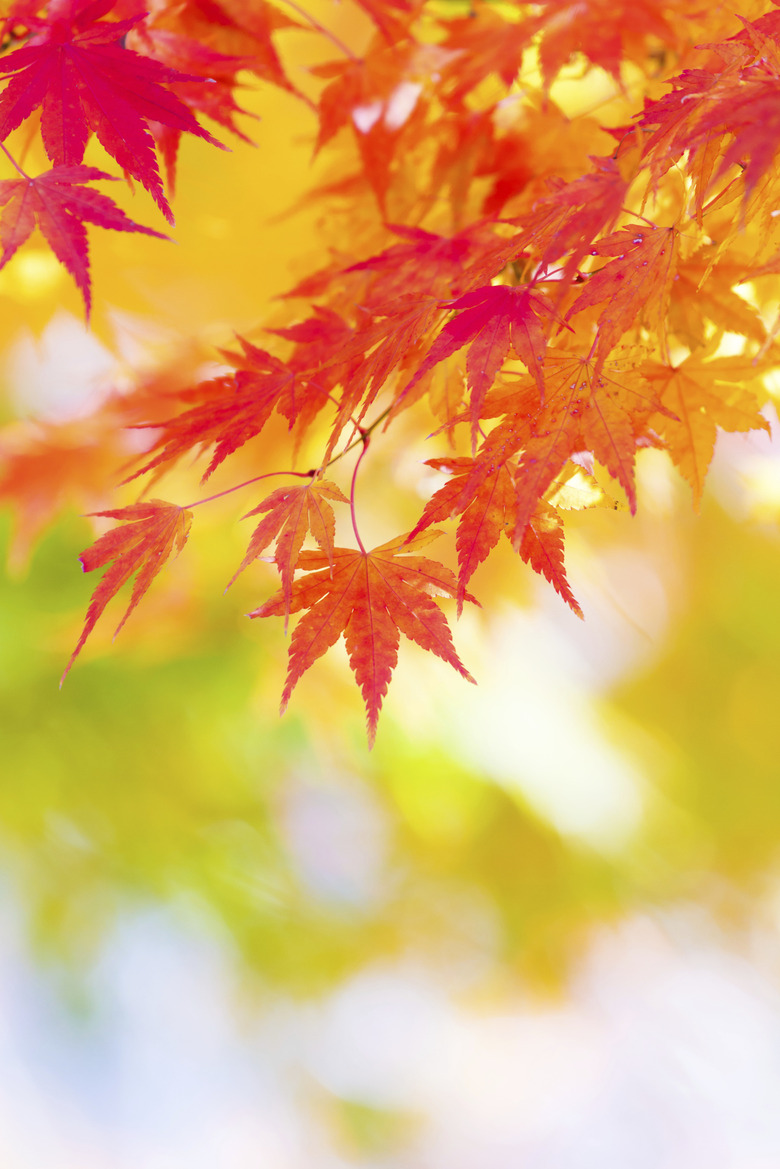 Maple tree in autumn