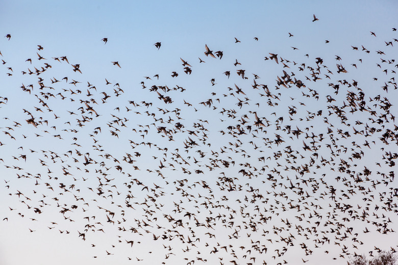 A flock of starlings