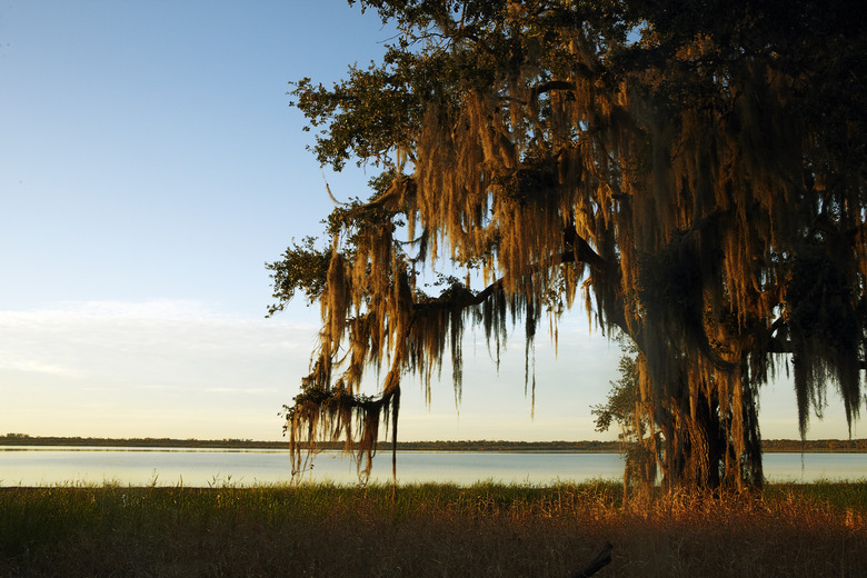 Oak on the Myaka River