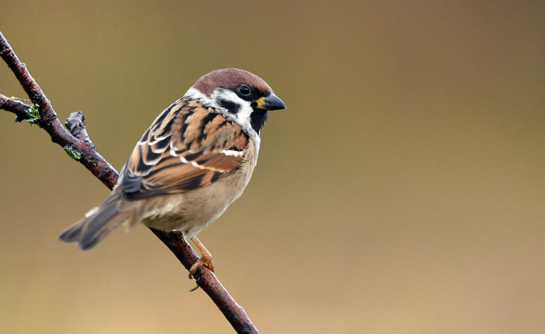 Tree sparrow