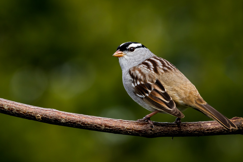 White-crowned Sparrow - Zonotrichia leucophrys