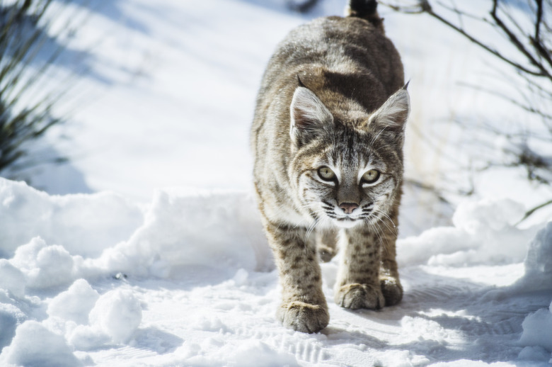 Young Bobcat in the Snow