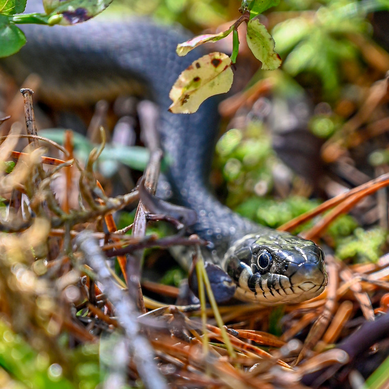 Grass-snake in Swedish forest near Filipstad Varmland