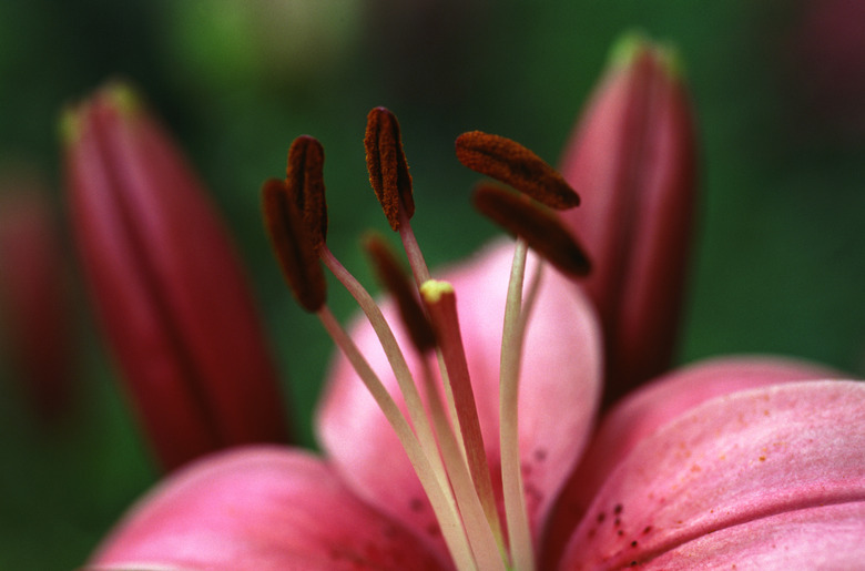 pistils of flower