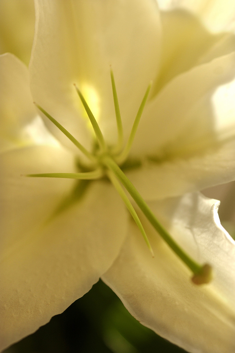 Detail of lily