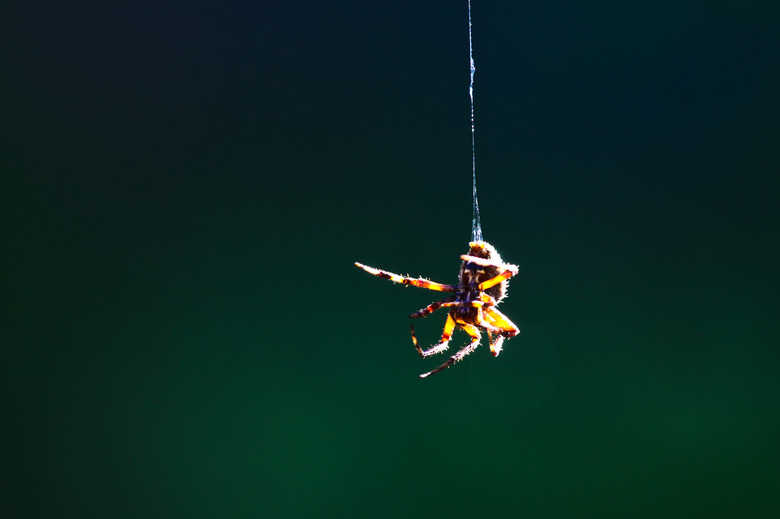 Closeup of spider hanging in midair