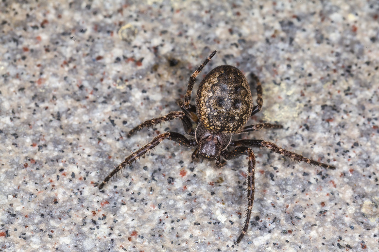 House spider