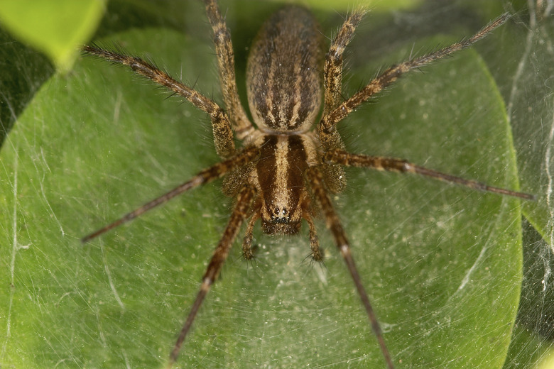 Funnel spider